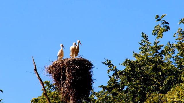 Латвия Усадьба Тингере смотреть онлайн