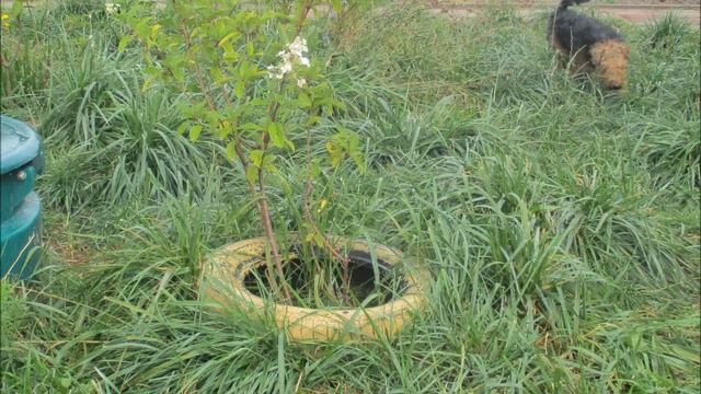 Собаки в Дожди Сентября 2019. смотреть онлайн