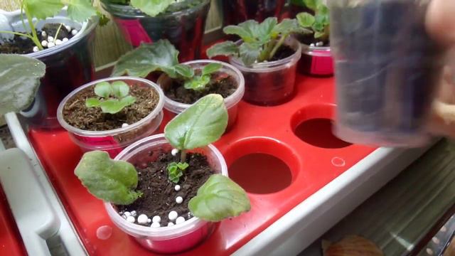 12.МОИ ФИАЛОЧКИ-ПОЯВЛЯЮТСЯ ДЕТКИ!!!МАМКИ ДОЖДАЛИСЬ НАСЛЕДНИКОВ!!!ОБЗОР  ЦВЕТОЧКОВ НА 31 МАРТА!!!