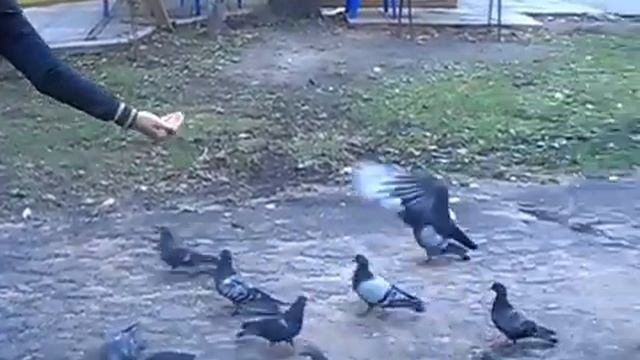 Кормит голубей) смотреть онлайн