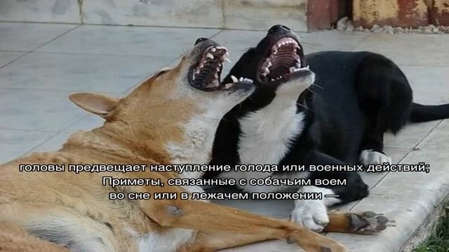 Почему собака воет по ночам во дворе: причины смотреть онлайн