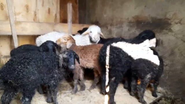 Ещё не вечер,а я вся в подарках! Всем огромное спасибо за поздравление!!! смотреть онлайн