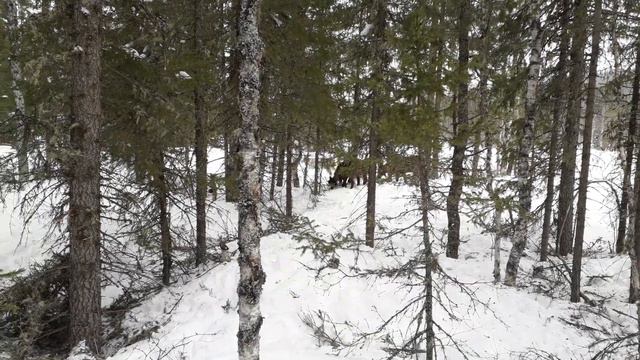 Приполярный Урал, оленеводы коми - зыряне, Усть - Пуйва