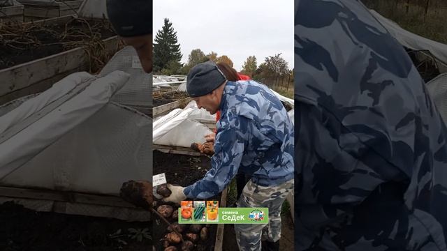 Огромный урожай картофеля с одного растения! Что за чудо-сорт? смотреть онлайн