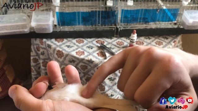? 7 ?????? para TERMINAR CRIA DE CANARIOS ❤️ (Profesionales) y EMPEZAR bien la CRIA DE CANARIOS смотреть онлайн