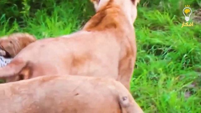 35 حيوان واجهو الخصم الخطأ | رد فعلهم سيصدمك смотреть онлайн