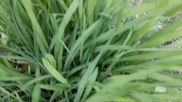 Монтбреция!Зимует ли монтбреция? Провожу эксперимент!