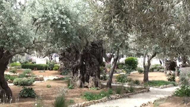 древние маслины смотреть онлайн