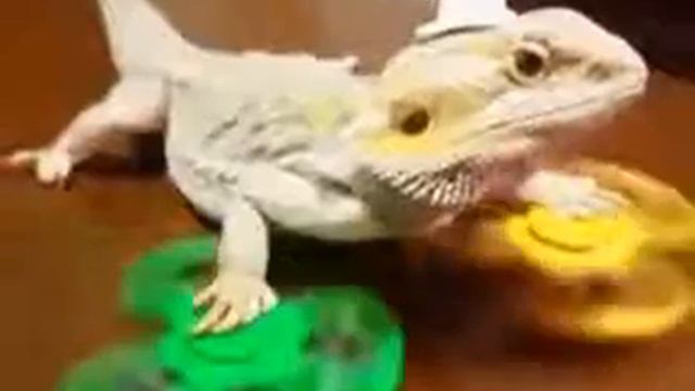 Я щирица смотреть онлайн