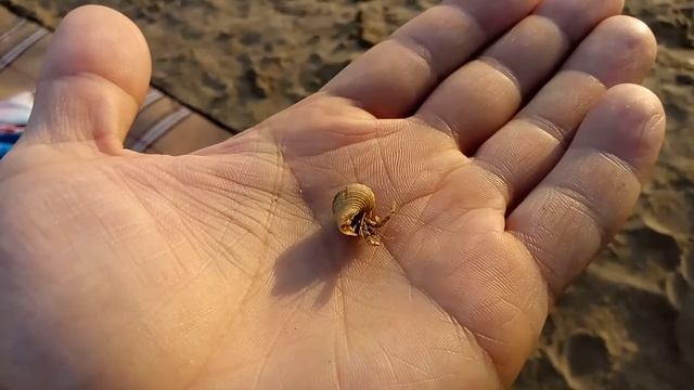 Крабик смотреть онлайн