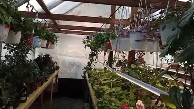 Зимняя теплица в Сибири. Эксплуатация. 