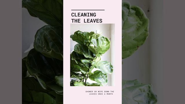 Fiddle leaf fig ficus elastica and other ficus indoor plant care смотреть онлайн