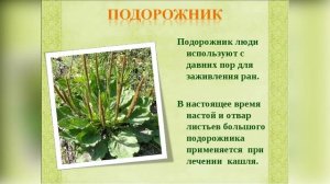 Путешествие в мир лекарственных растений