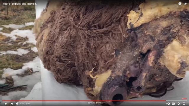 Two Idiots React to Peter Caine - He Has a Real Bigfoot Specimen?!? смотреть онлайн
