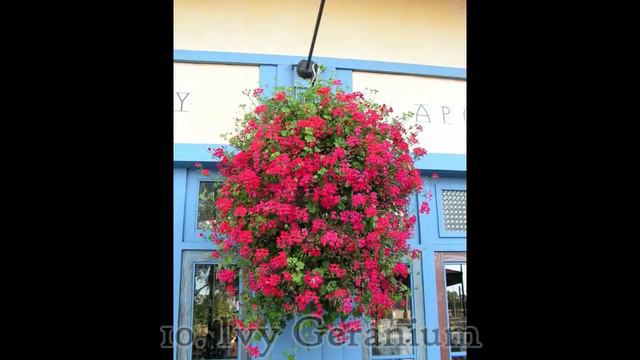20 Rare Hanging Basket Plants India | Full Sun Hanging Basket Plants | Shade Loving Hanging Basket смотреть онлайн