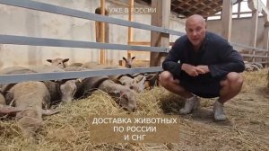 Ярки Шароле в России! Продажа Шароле по доступным ценам! Характеристики овец Шароле! Овцеводство!