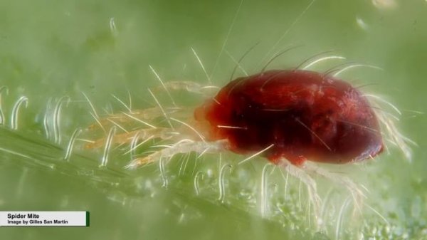 Solving Insect Problems on Citrus