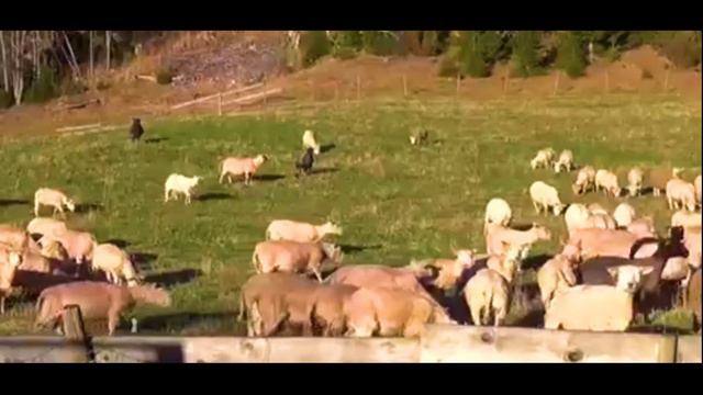 The Lonely Shepherd - [YAMAHA PSR-E413] смотреть онлайн