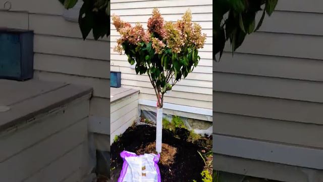 Love my #garden #teamrose #hydrangea #hydrangeatree #earthing смотреть онлайн