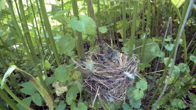 Камышовка Болотная 160616 3 за Ткачевыми 0624 SJ5 4k 12