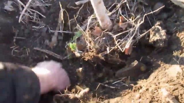 Как посадить берёзу! смотреть онлайн