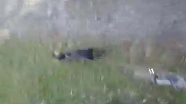 Лола такса тяне мене на веліку)))) смотреть онлайн
