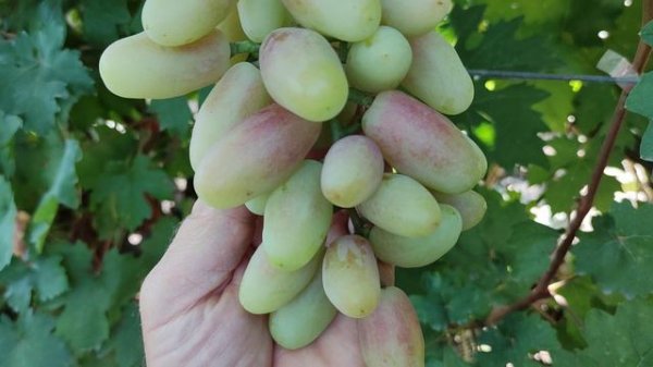 СУПЕР НОВИНКИ 2024! 🍇🍇🍇 WhatsApp и Viber +79528500417, ТЕЛ. +79054033245.