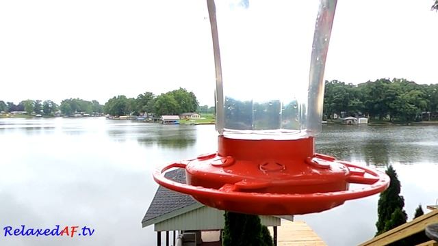 Hummingbirds on a Lazy Rainy Day at the Lake смотреть онлайн
