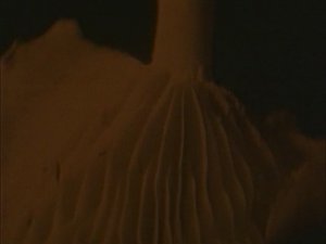 Paradise Lost - Embers Fire (Official Video)
