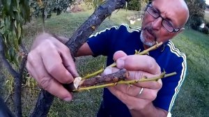 Прививка Персика Черенком в раcщеп. (Италия).