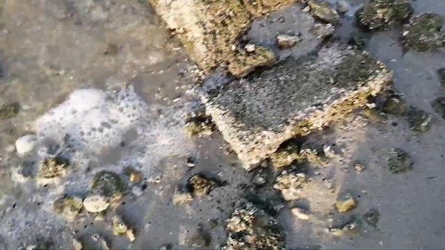 Рабочее название этого видео "Марсель и ракушки". Пусть так и останется) смотреть онлайн