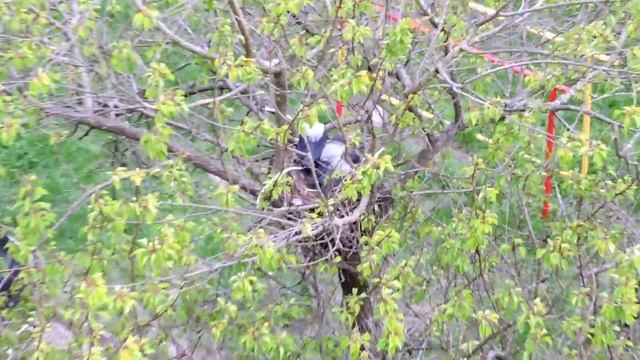 Птенцы вороны выросли и начинают покидать гнездо Crow chicks life смотреть онлайн