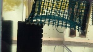 Живородящие аквариумные рыбки Как развести живородку Гуппи Меченосец Икра анциструсов