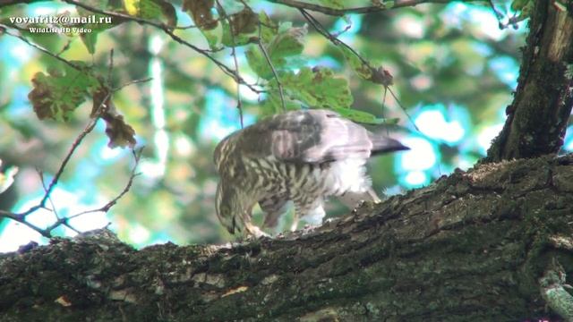 Accipiter Nisus Eurasian Sparrowhawk, ястреб перепелятник слёток трапеза певчим дроздом Moscow 2014 смотреть онлайн