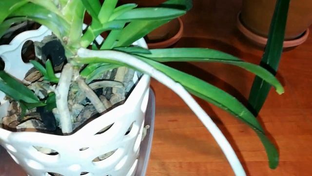 ОБЗОР. БОЛЬШИЕ ВАНДЫ. ПРОСТО ИЛИ СЛОЖНО. смотреть онлайн