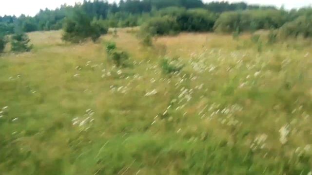 Охота на дупеля и коростеля с легавой в 2019. Great snipe hunting with vizsla TV Deres in 2019. смотреть онлайн