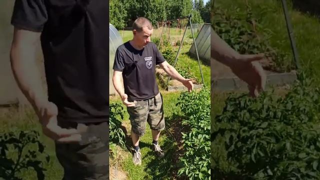 #210 Деревенский блокнот Shorts.Мы ещё надеемся на рекордный урожай картофеля! смотреть онлайн