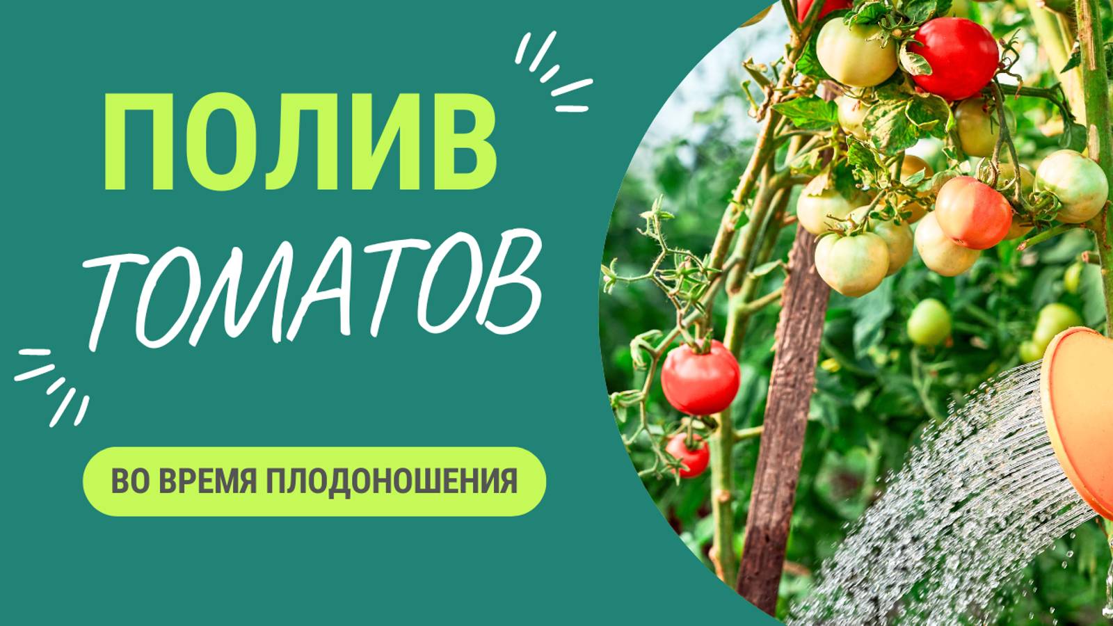 Полив томатов во время плодоношения - это очень важно! смотреть онлайн