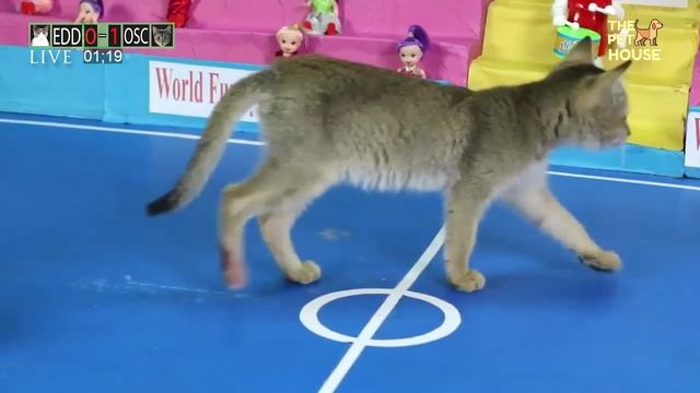 Funny Cat Playing Football - Kitten Play
