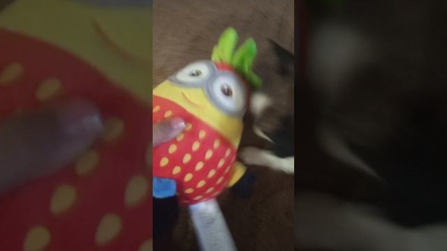 мой щенок балуется