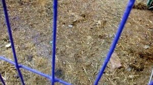 загорода для коз, вольер, содержание коз, козья ферма