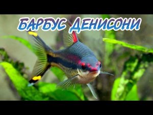 БАРБУС ДЕНИСОНИ. СОДЕРЖАНИЕ И РАЗВЕДЕНИЕ В ДОМАШНЕМ АКВАРИУМЕ.