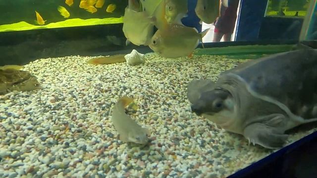 Геленджик /Канатная дорога /Парк 