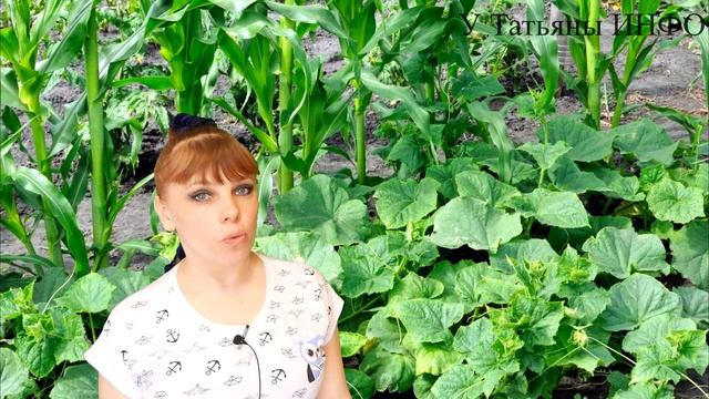 Что МОЖНО сажать рядом с ОГУРЦАМИ на ОДНОЙ ГРЯДКЕ?! смотреть онлайн