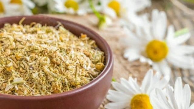 РОМАШКА МОЙЧЕЧАК ГУЛИНИНГ САЛОМАТЛИК УЧУН ФОЙДА ВА ЗАРАРЛАРИ. RAMASHKANING FOYDA VA ZARARLARI смотреть онлайн