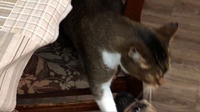 Кот и английски бульдог воспитывают француза смотреть онлайн