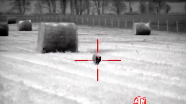 Hunting Foxes And Wildboar Using Thermal Optics. ATN Mars 4 On The Rifle And Pulsar Accolade XP50