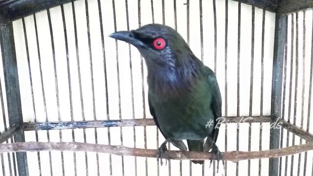 Asian glossy starling Sounds Aplonis panayensis | #BirdChirping and Singing смотреть онлайн