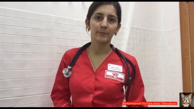 Спасение собаки с тяжелой травмой глаза...Рекомендуем к просмотру! смотреть онлайн