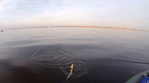 Ловля жереха на пилькер